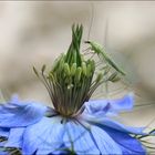 Le bonheur du jardin