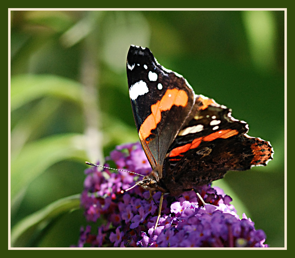 Le bonheur d'un papillon