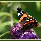 Le bonheur d'un papillon