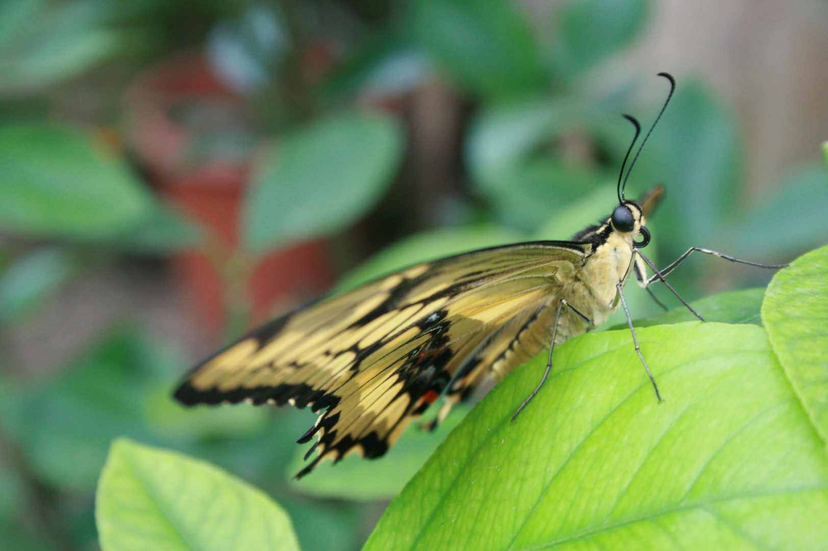 “Le bonheur est comme un papillon : il vole sans jamais regarder en arrière.”