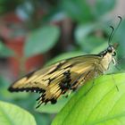 “Le bonheur est comme un papillon : il vole sans jamais regarder en arrière.”