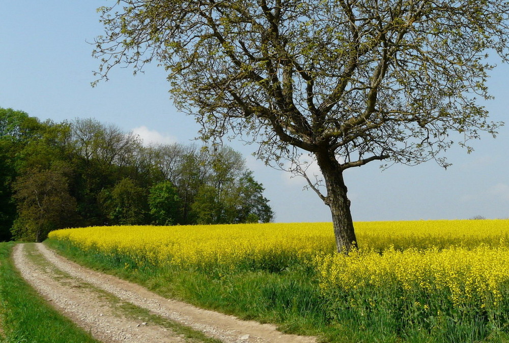 Le bonheur est dans la nature... 2