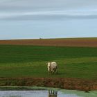 Le bonheur est dans le pré