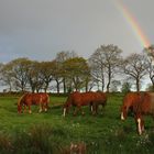 le bonheur est dans le pré 2