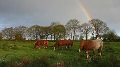 le bonheur est dans le pré 2