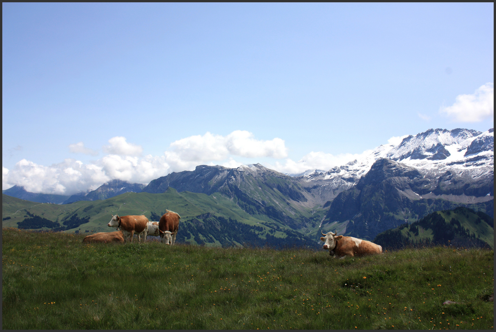 Le bonheur est dans le pré !