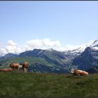 Le bonheur est dans le pré !