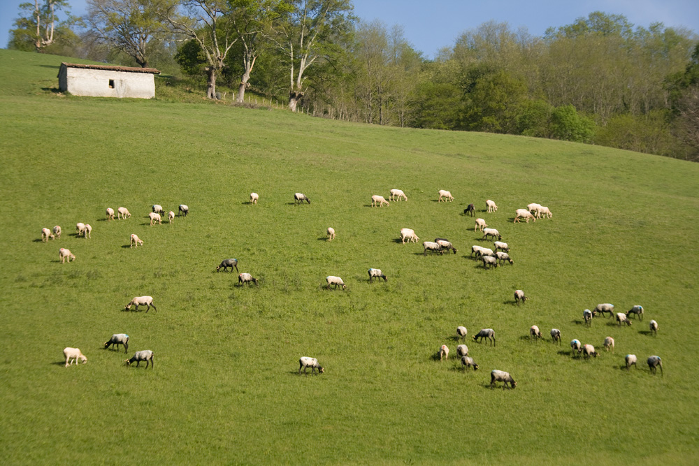 le bonheur est dans le pré !!!