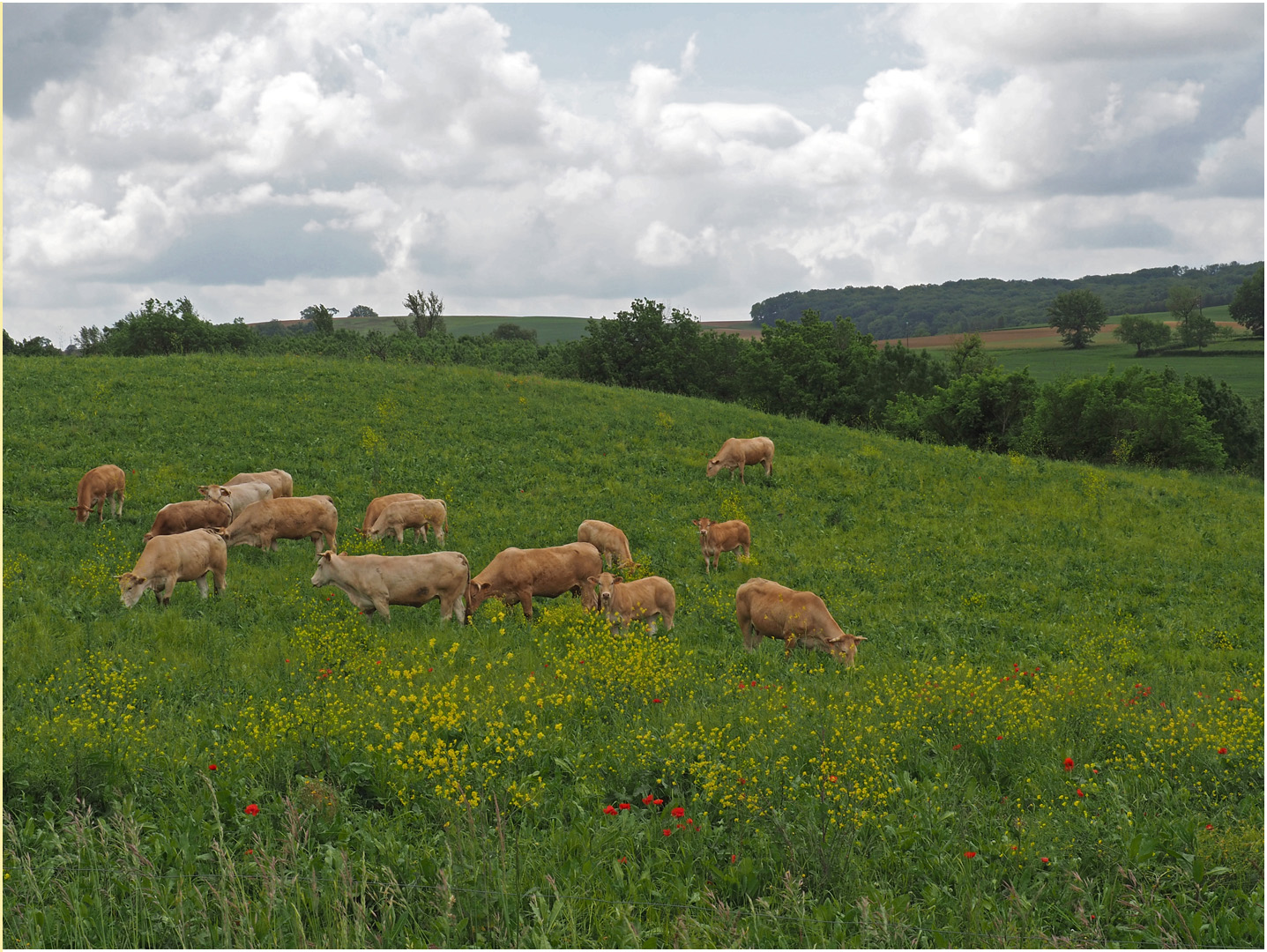 Le bonheur est dans le pré…