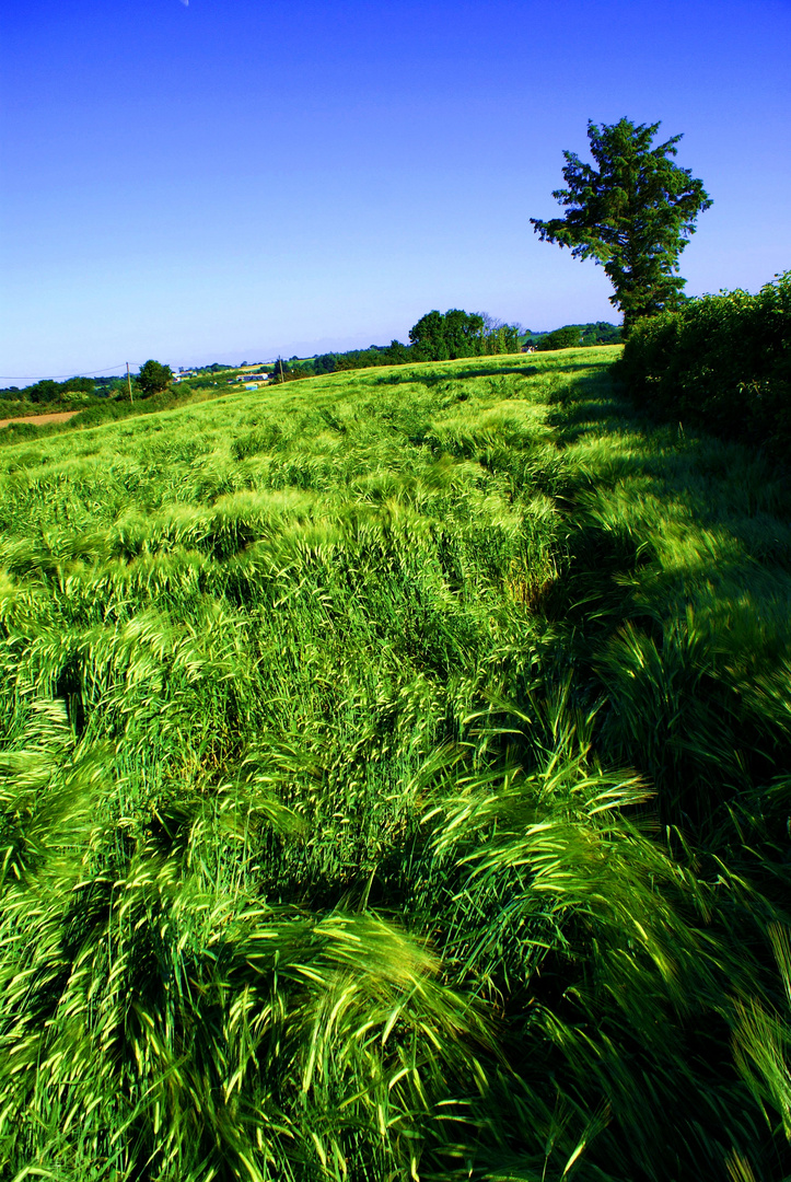 Le bonheur est dans le pré.