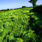 Le bonheur est dans le pré.