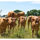 le bonheur est dans le pré 