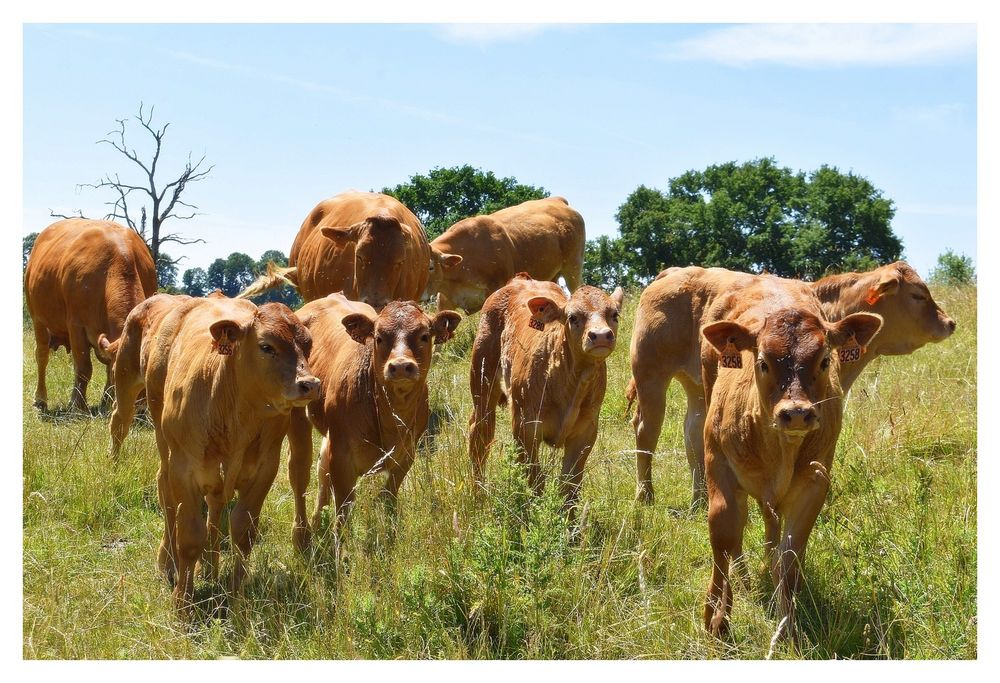 le bonheur est dans le pré 