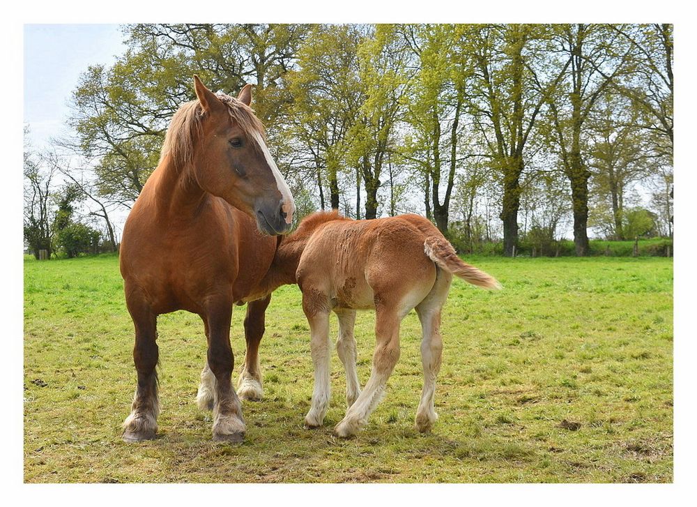 le bonheur est dans le pré