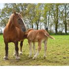 le bonheur est dans le pré