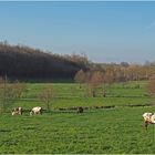 Le bonheur est dans le pré…