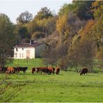 Le bonheur est dans le pré