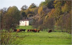 Le bonheur est dans le pré