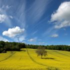 Le bonheur est dans le pré, cours y vite