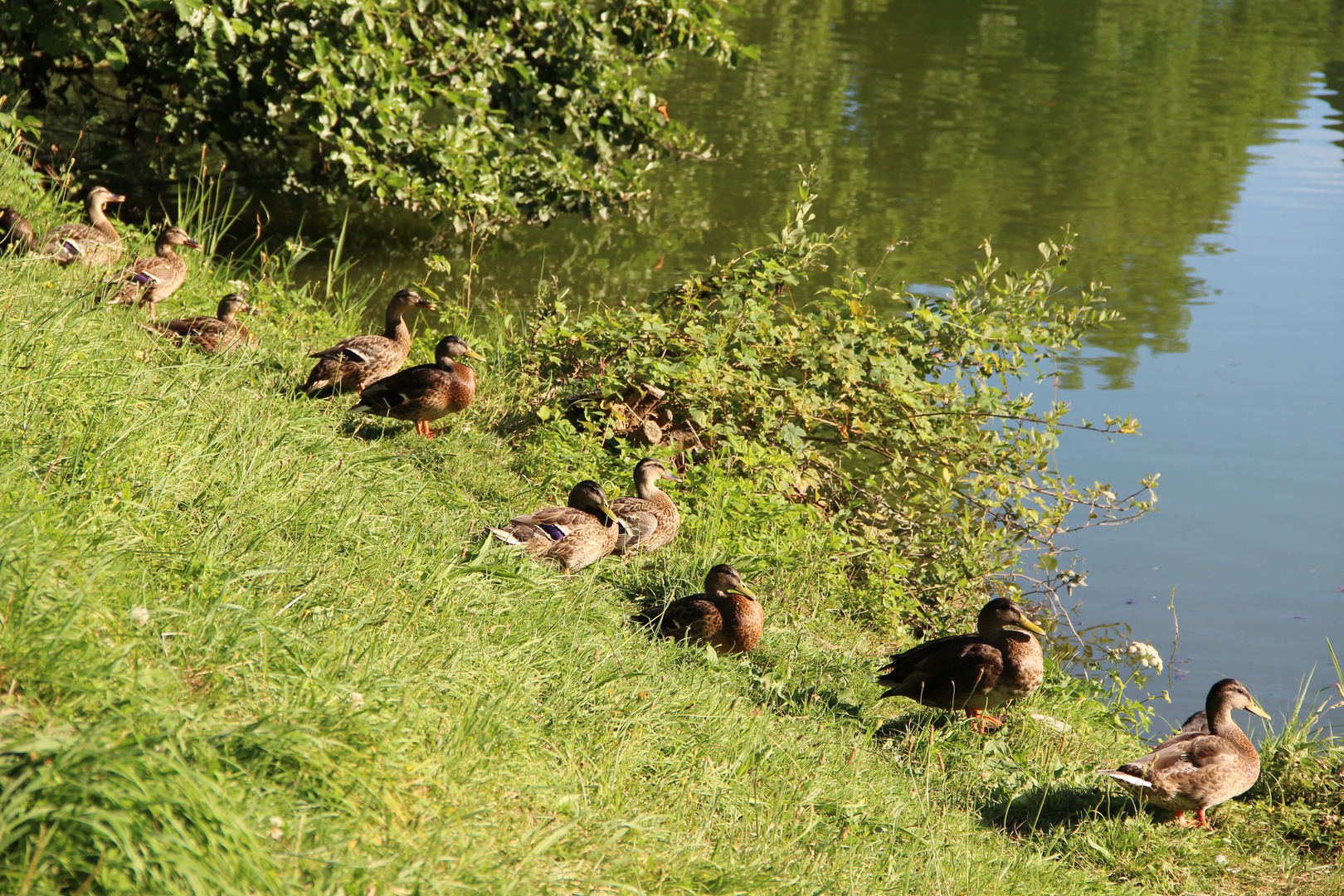 le bonheur est dans le pré