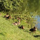 le bonheur est dans le pré