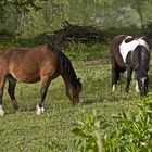 Le bonheur est dans le pré  --  Das Glück liegt in der Wiese 