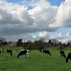 Le bonheur est dans le pré...