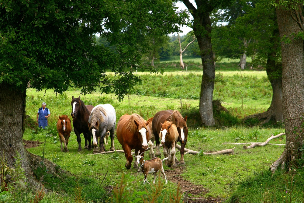 le bonheur était dans le pré .!!!!....