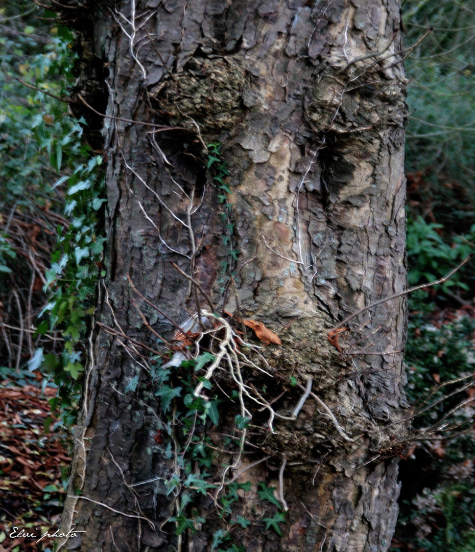 Le bonhomme-arbre