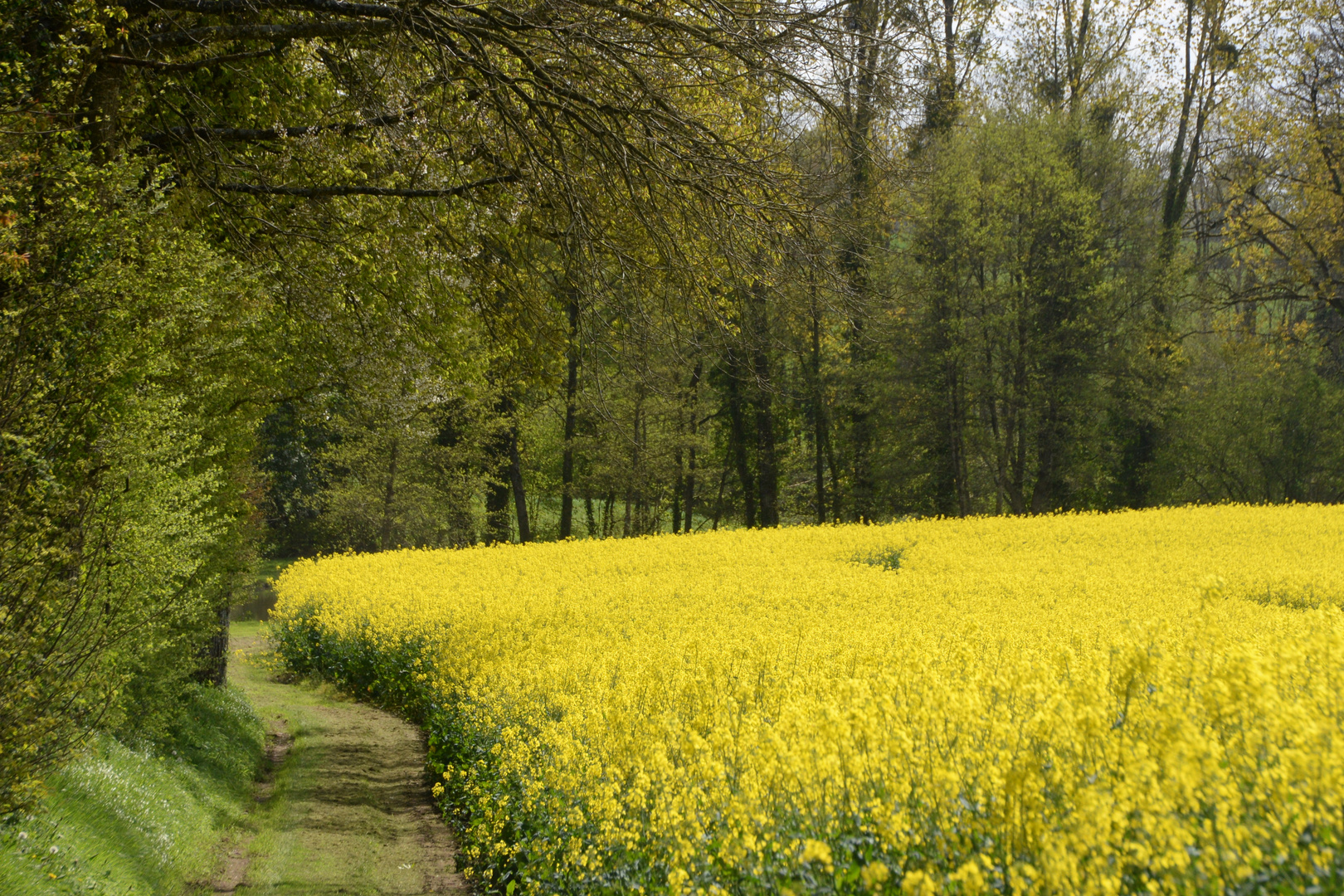 Le bord du champ