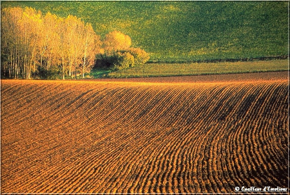 le bosquet