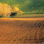 le bosquet