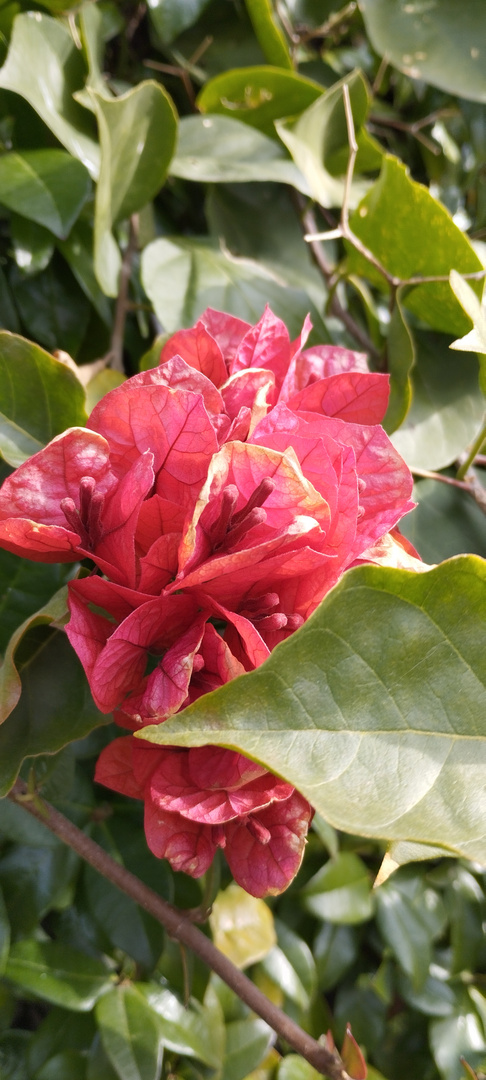 Le bougainvillier