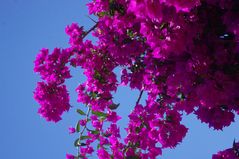 le Bougainvilliers