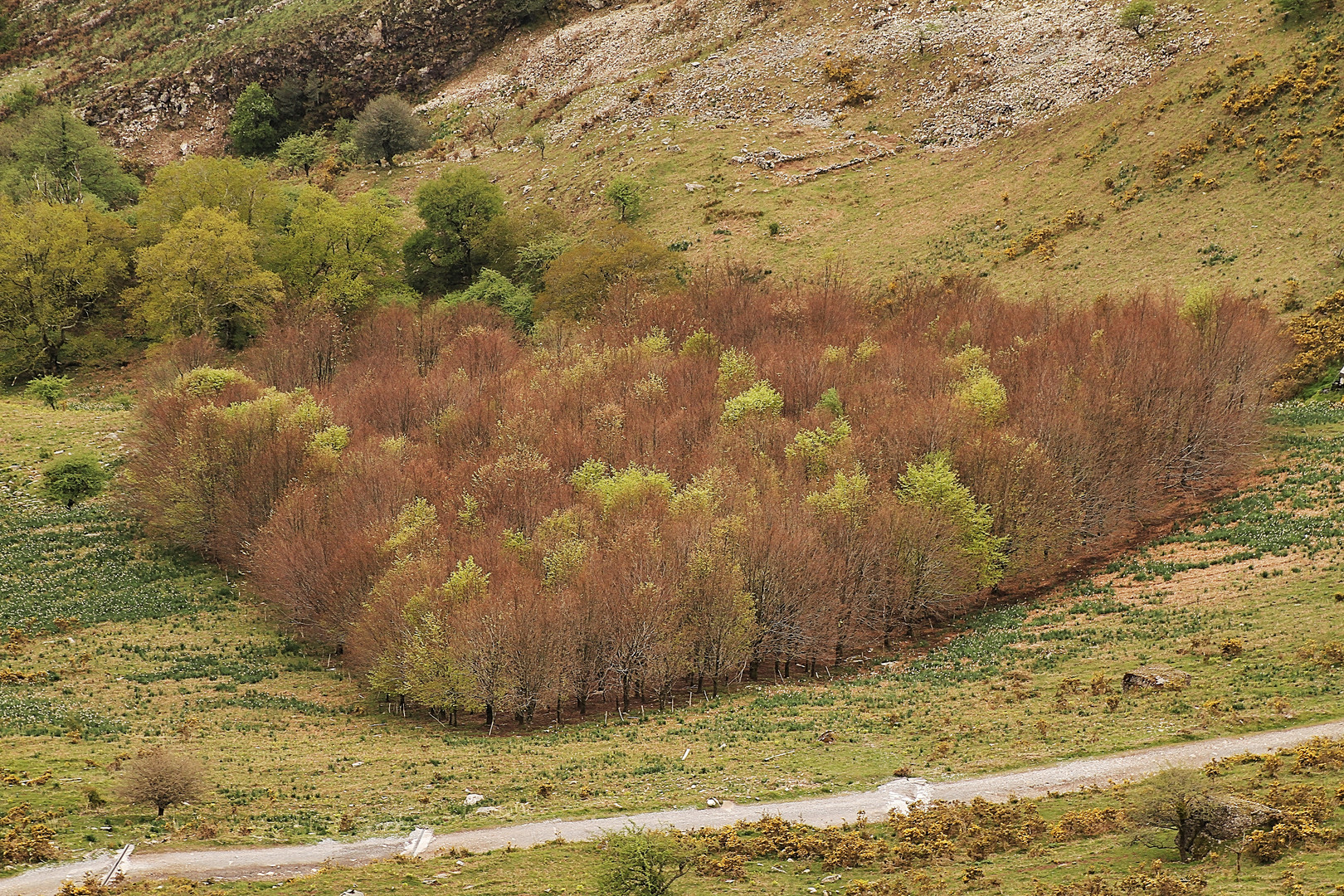 Le bouquet d'arbres !