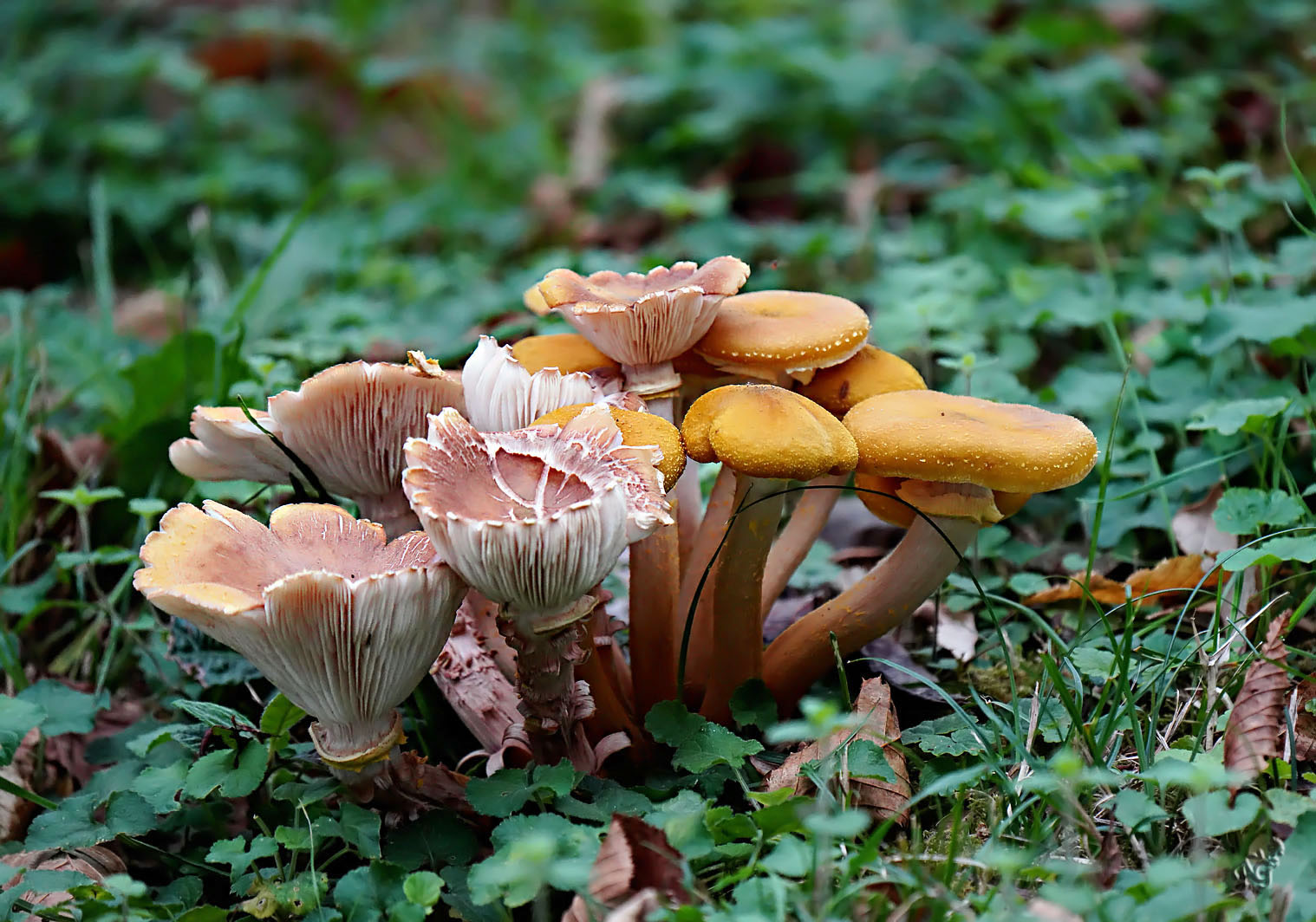 Le bouquet de champignons...