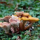 Le bouquet de champignons...