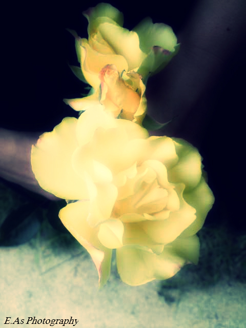 Le bouquet de jaune