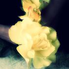 Le bouquet de jaune