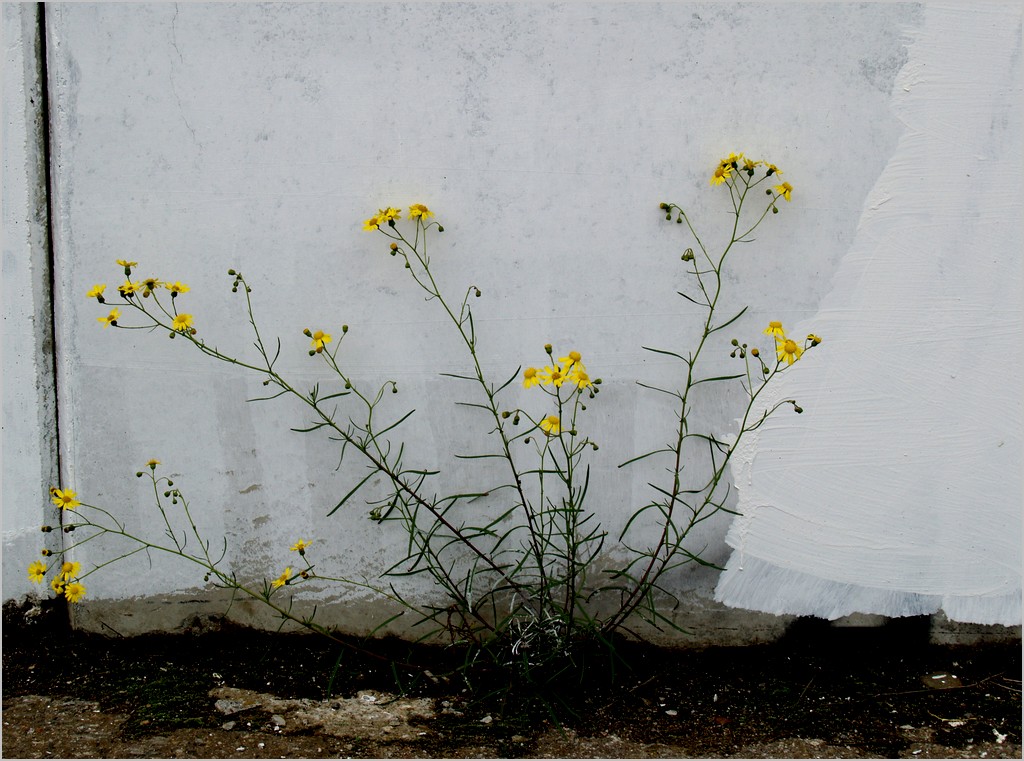 Le bouquet de la mariée