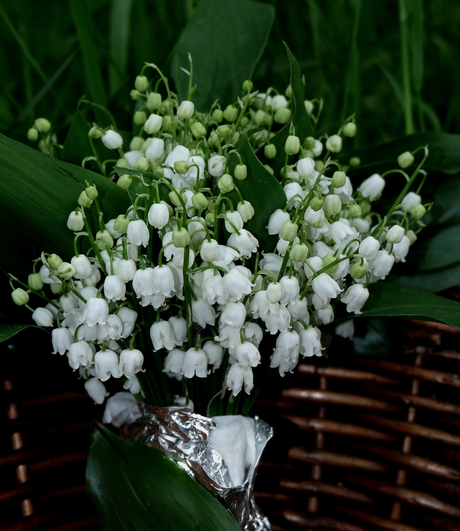 le bouquet de Muguet photo et image | macro nature, macro fleurs