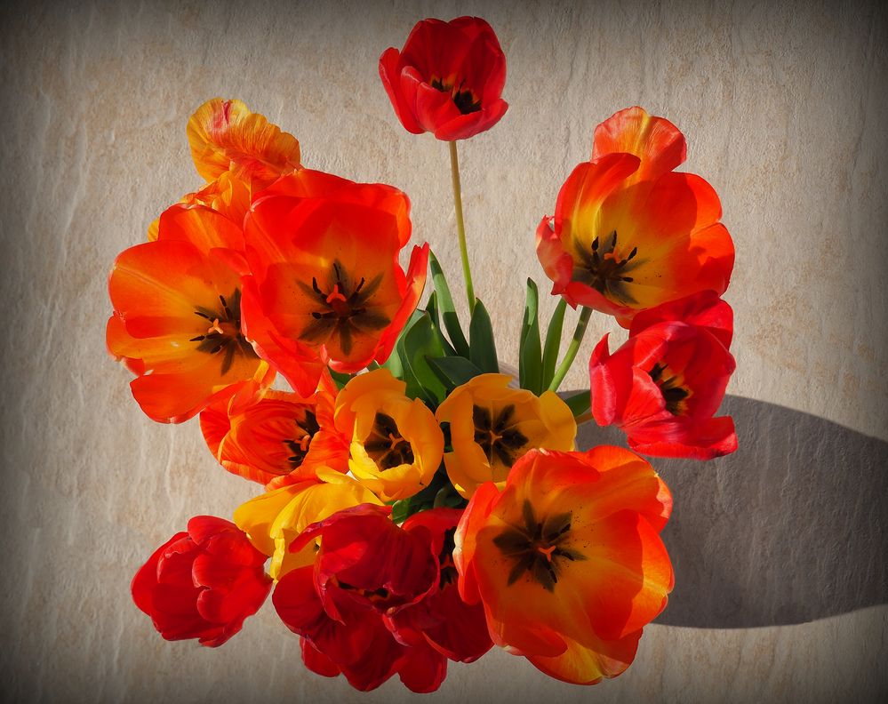 Le bouquet de tulipes en plongée