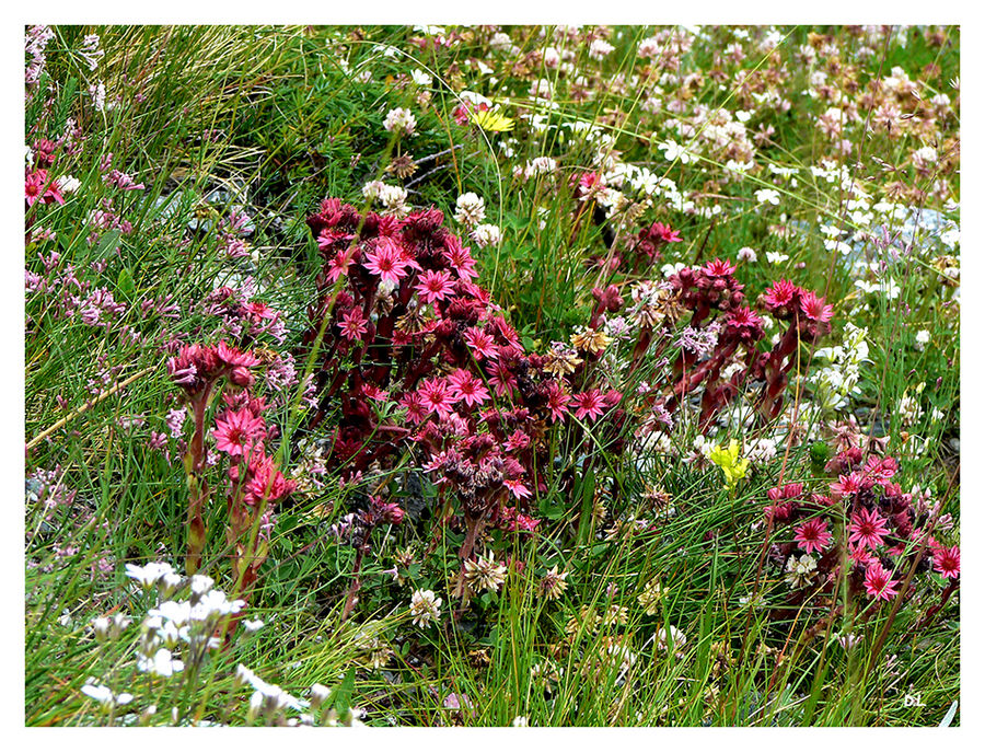 ...Le Bouquet...