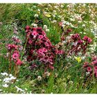 ...Le Bouquet...