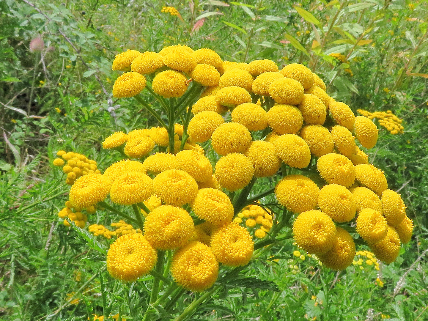 le bouquet jaune  !