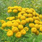 le bouquet jaune  !