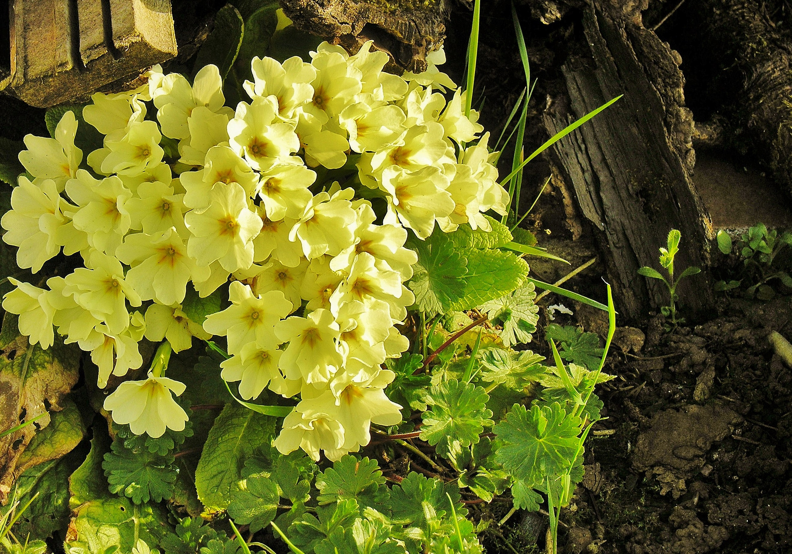 Le bouquet jaune !