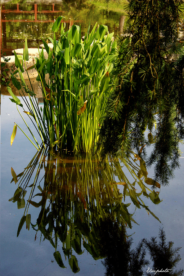 Le bouquet vert