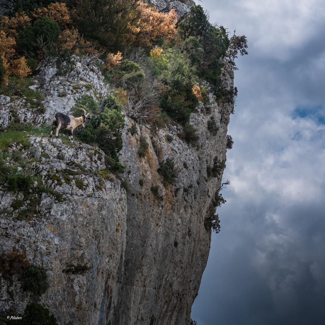 Le bouquetin des alpilles