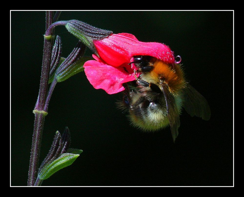 " Le bourdon "